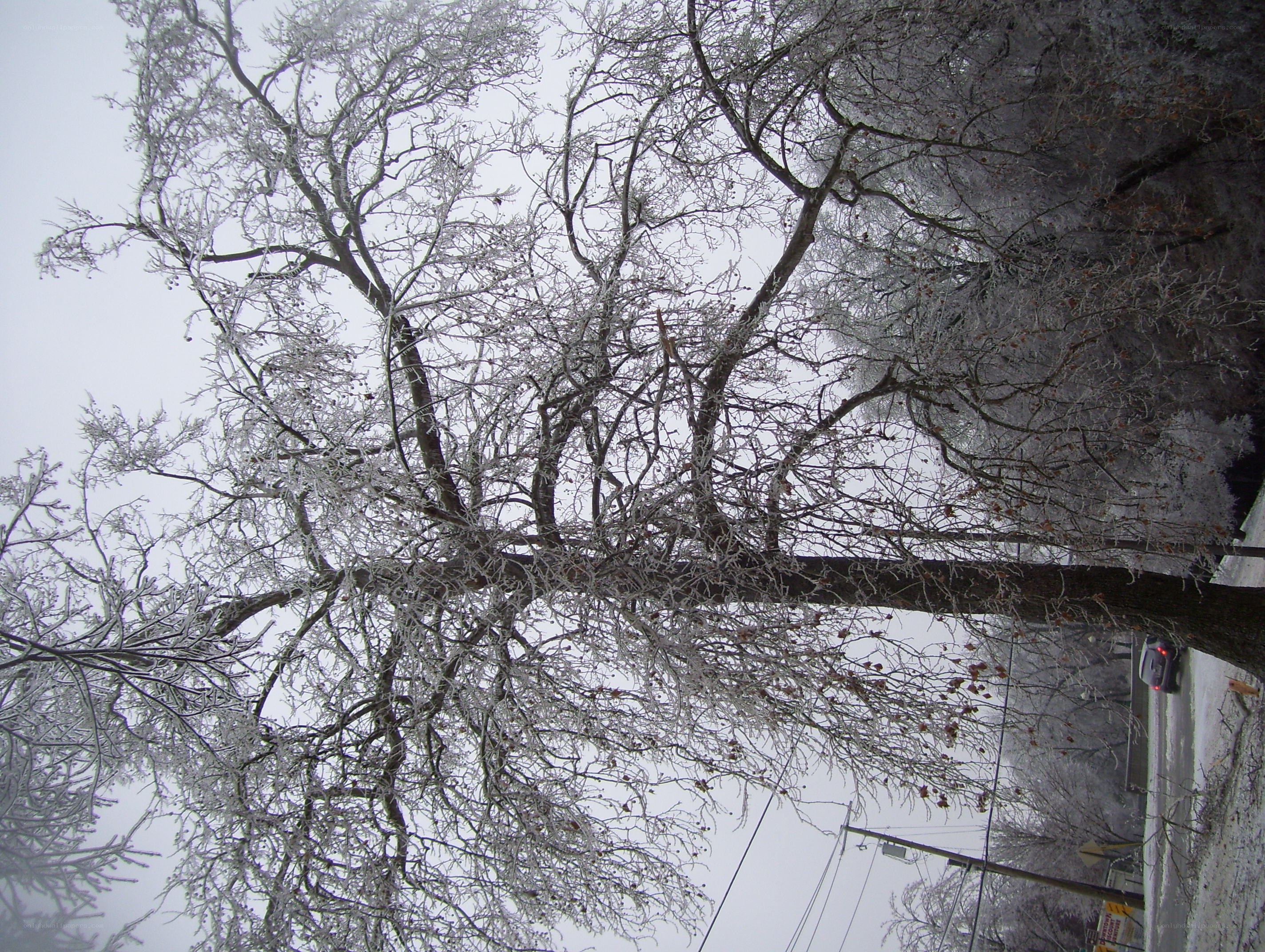 frozen tree in winter