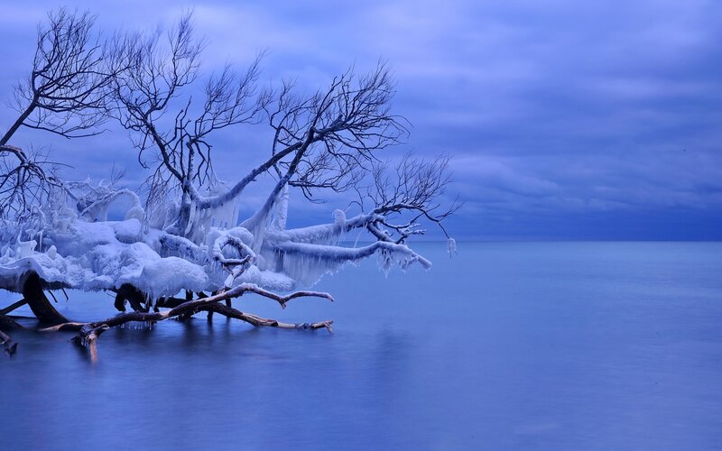 Frozen Tree on Shore