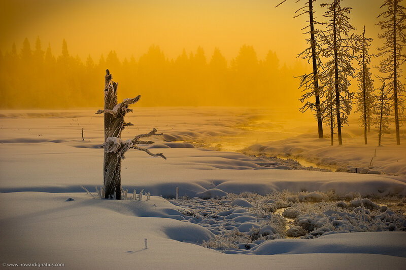 Frozen Tree Stump