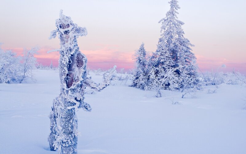 Frozen Tree Stump — White