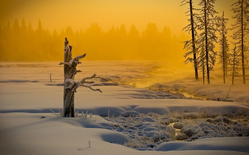 Frozen Tree Stump — Yellow