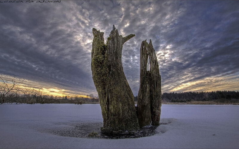 Frozen tree stumps in winter