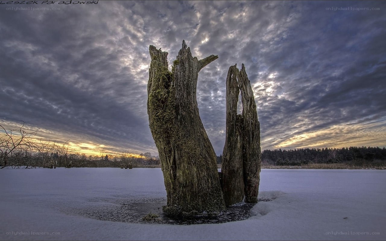 Frozen tree stumps in winter