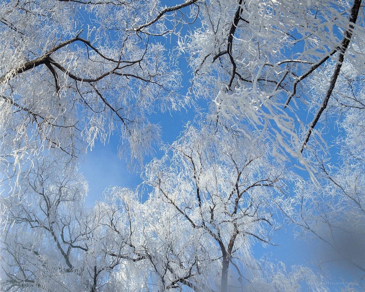 frozen trees against blue sky