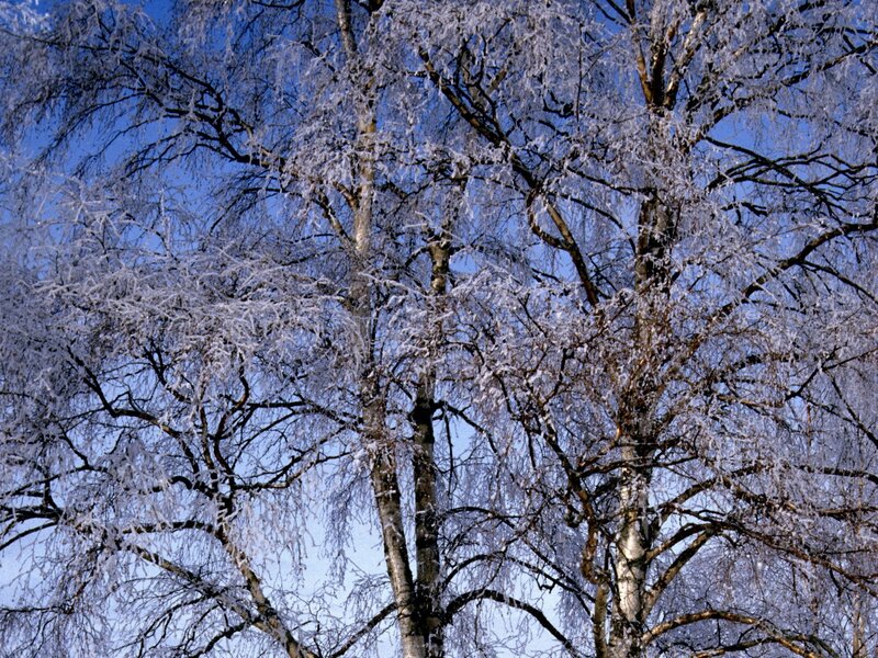 frozen trees against blue sky