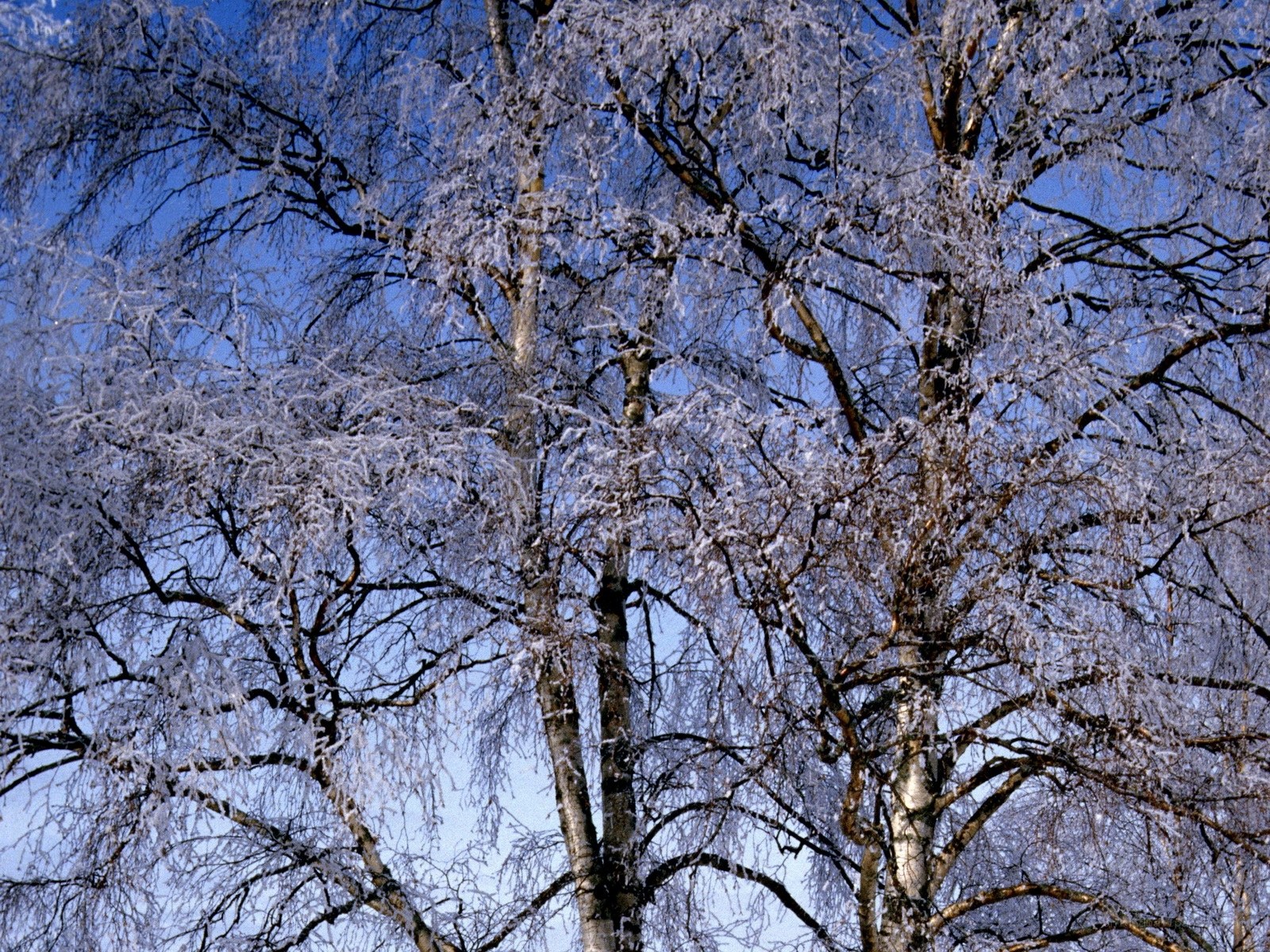 frozen trees against blue sky