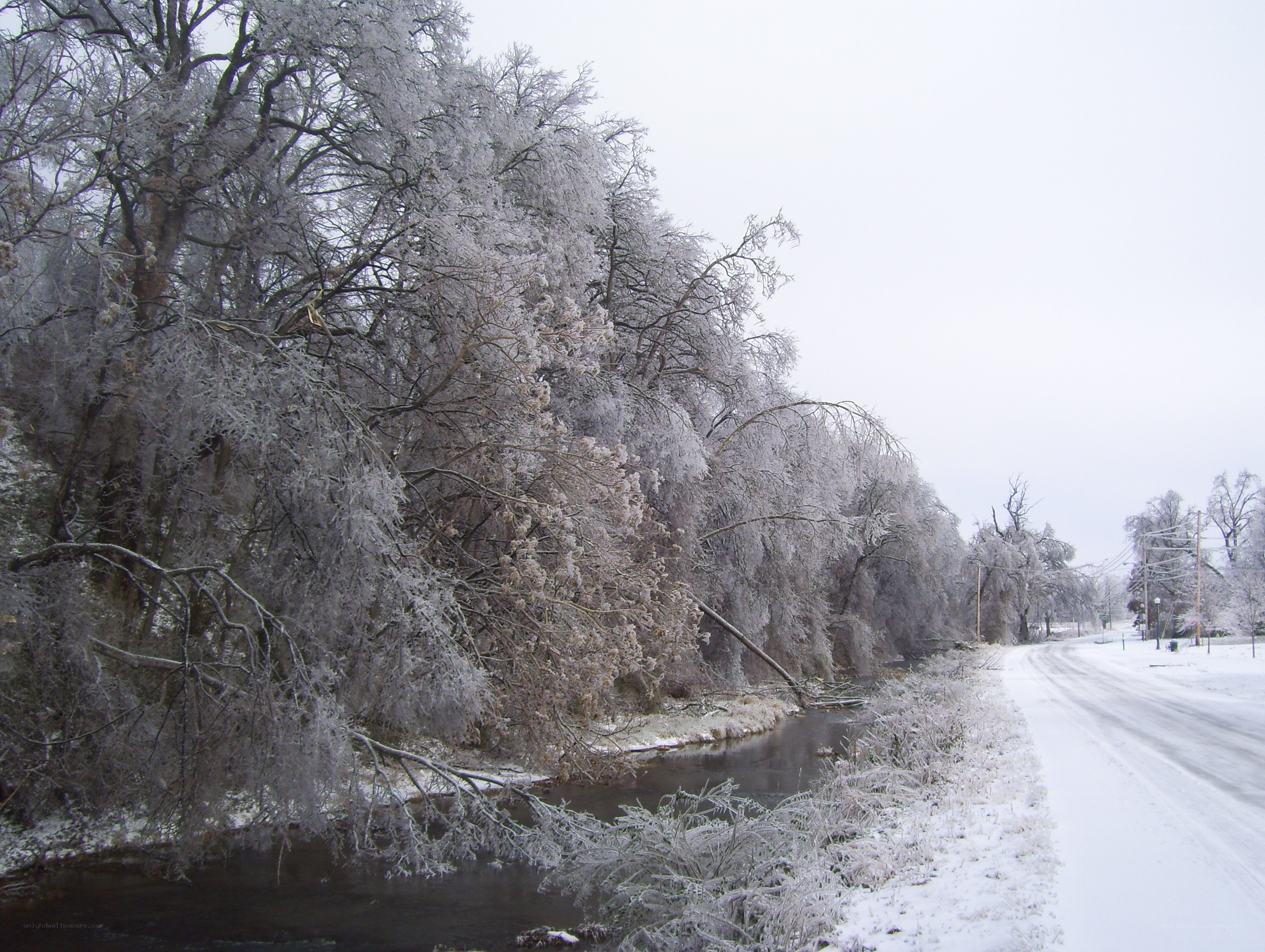 frozen trees along a snowy road