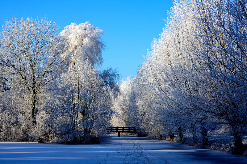 Frozen Trees and Bridge