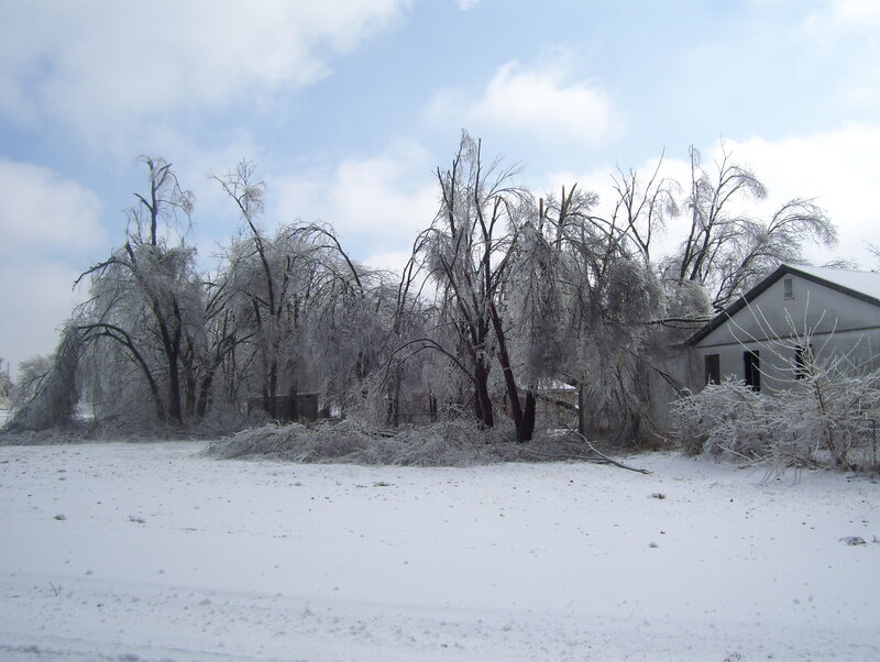 Frozen Trees and Building