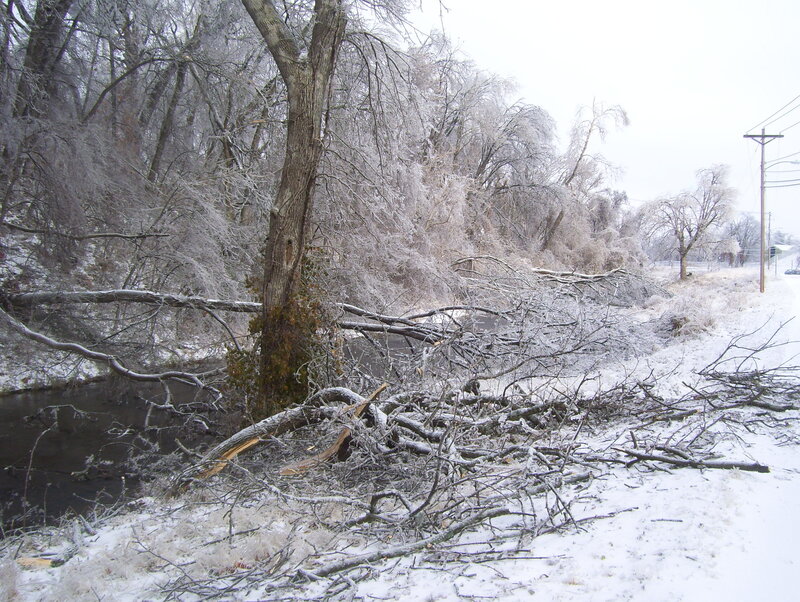 Frozen Trees and Debris