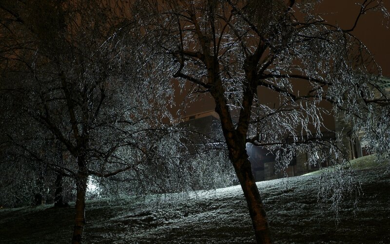 Frozen Trees at Night — Black