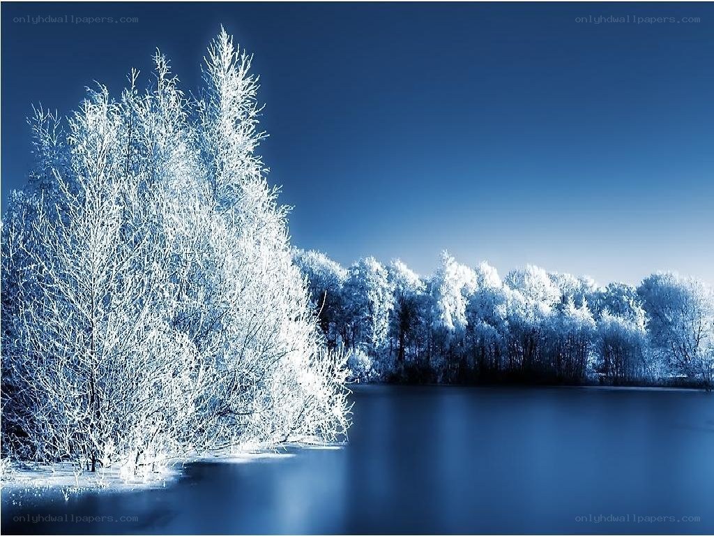 frozen trees by a lake