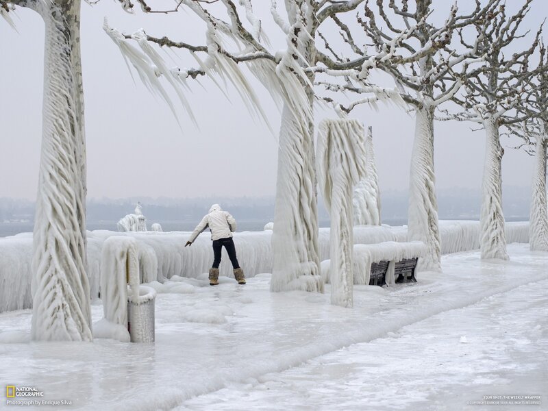 Frozen trees by a lake