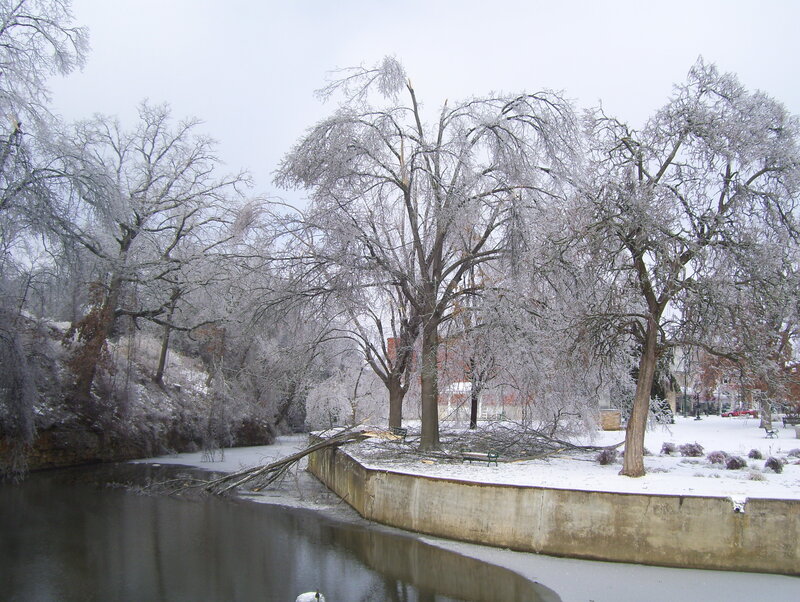 frozen trees by a river