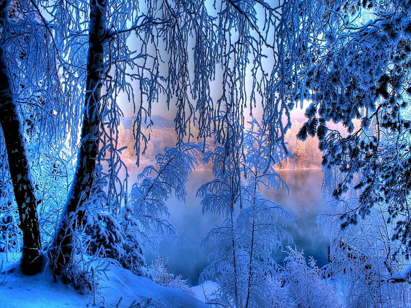 Frozen Trees by Lake