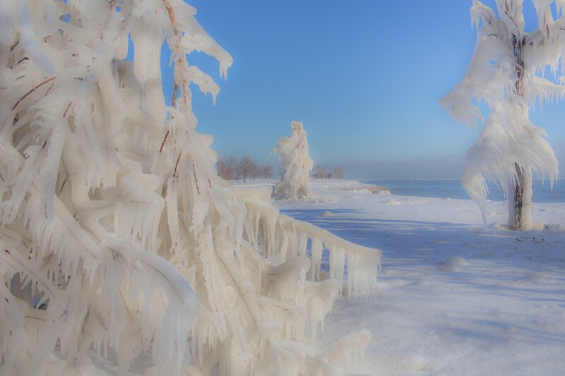 Frozen Trees by Lake — White