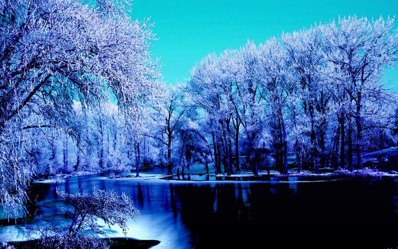 Frozen Trees by River