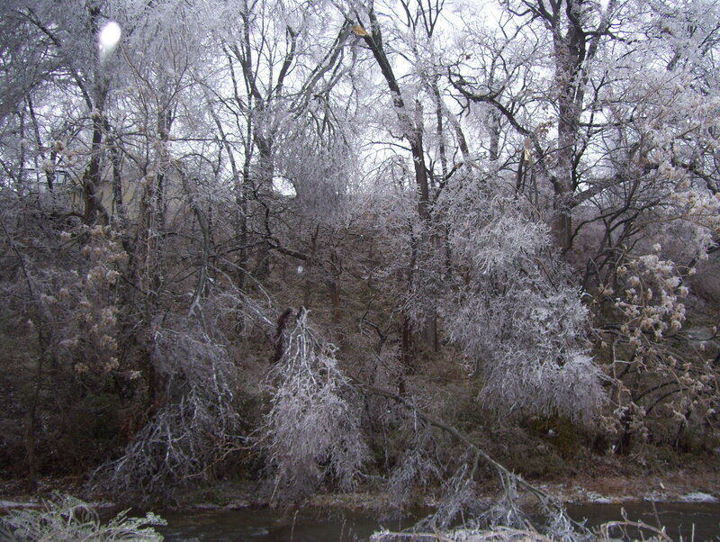Frozen Trees by River — White