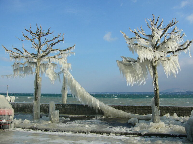 Frozen Trees by Sea