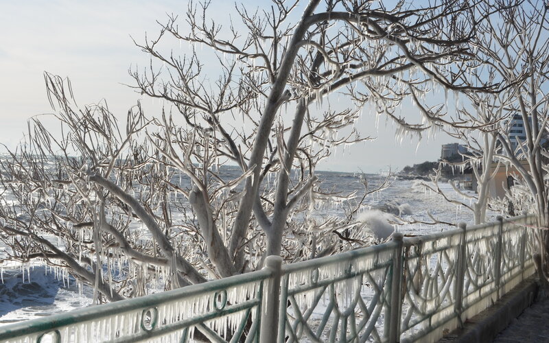 Frozen Trees by Sea — White