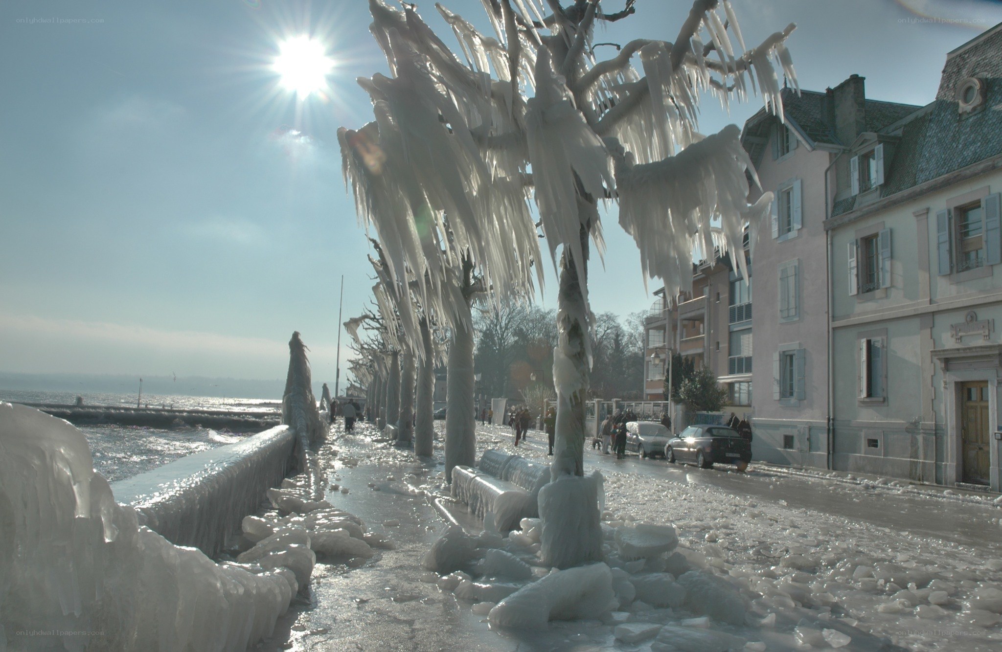 Frozen trees by the lake