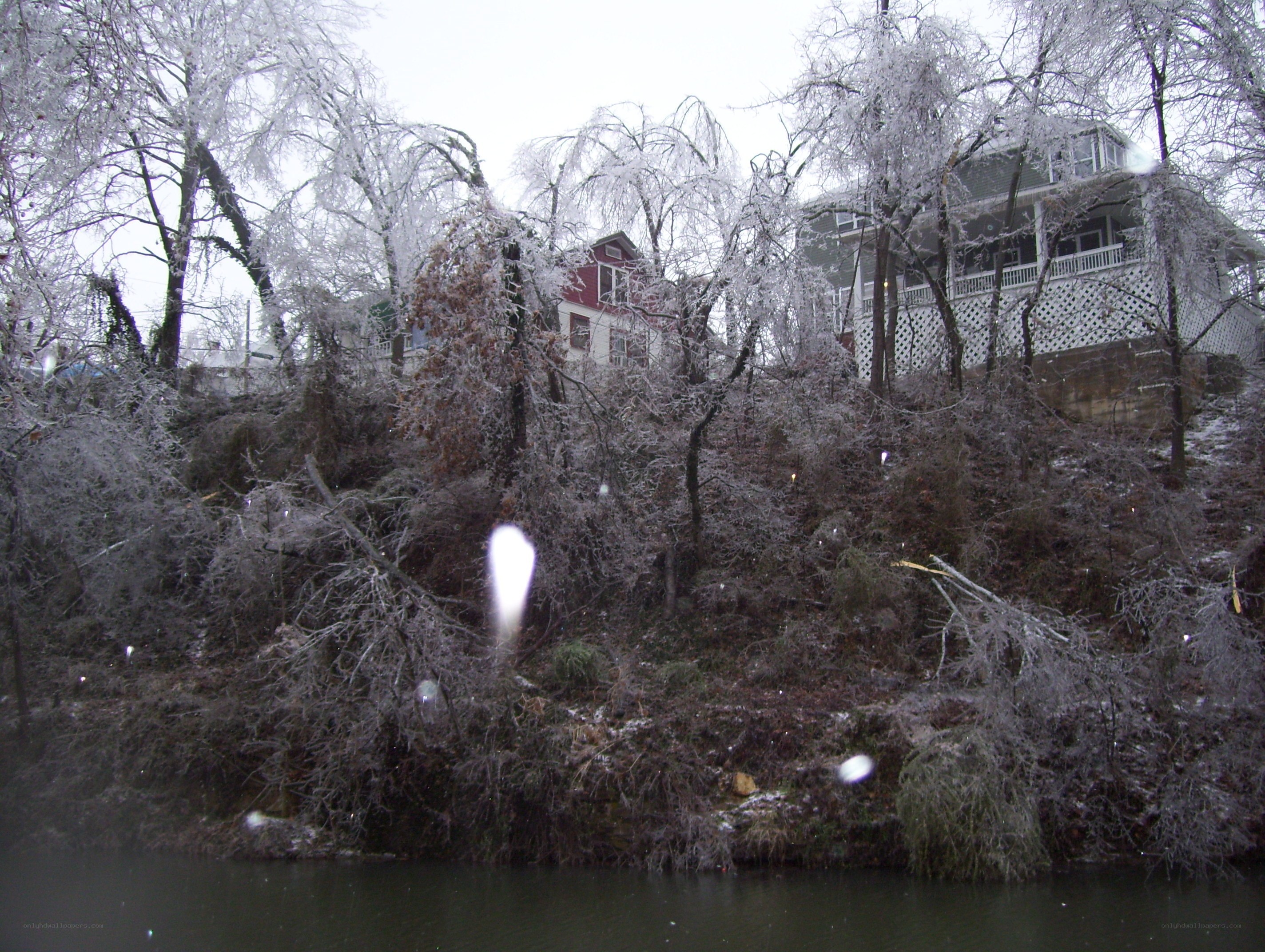 frozen trees by the river