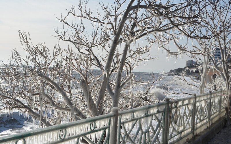 Frozen trees by the sea