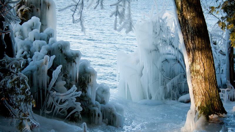 Frozen Trees by Water — White