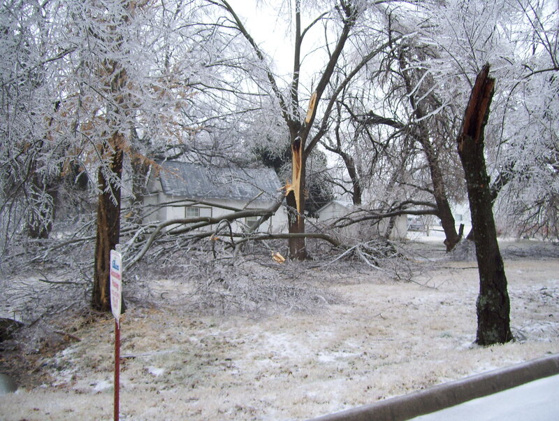 Frozen Trees Downed