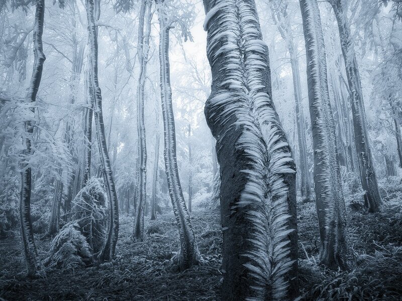 Frozen Trees in Forest — Blue