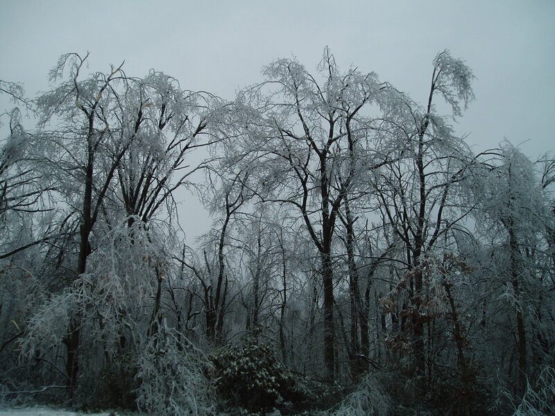 Frozen Trees in Forest