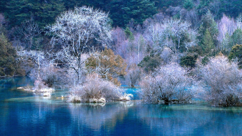 Frozen Trees in Lake — Blue, Serene