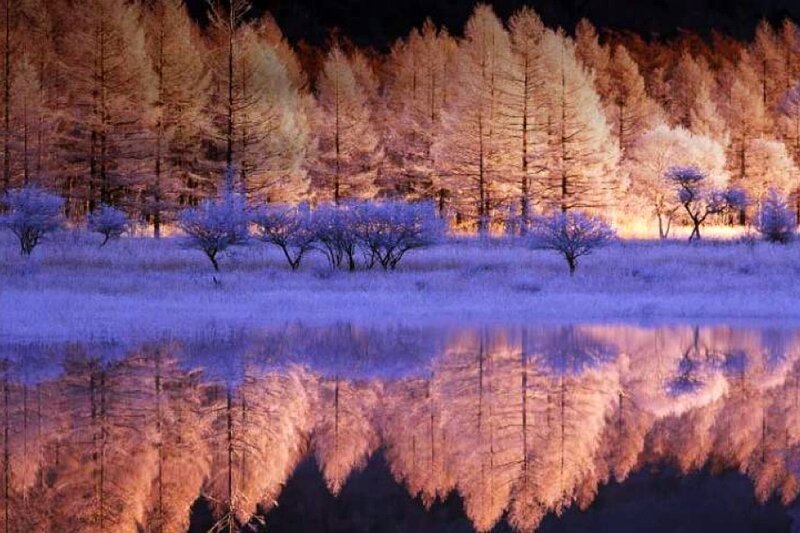 Frozen Trees in Lake