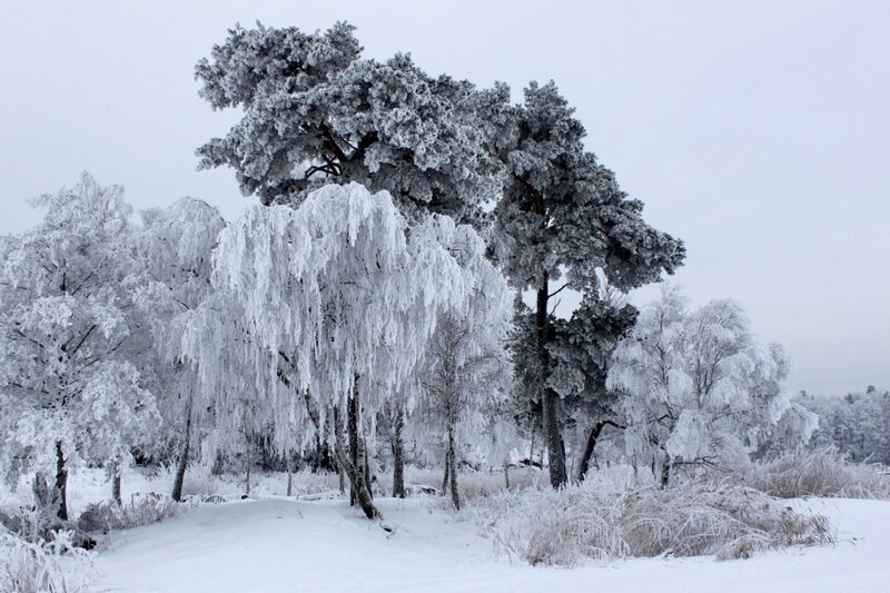 Frozen Trees in Snow