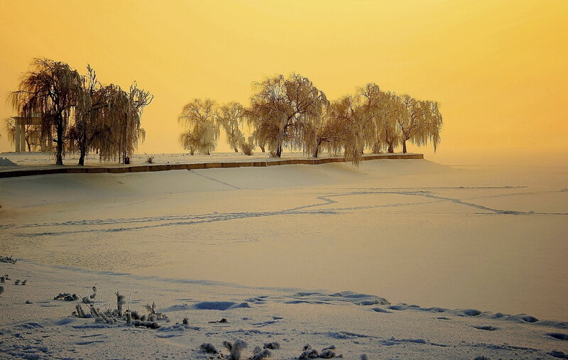 Frozen Trees in Snow — Yellow