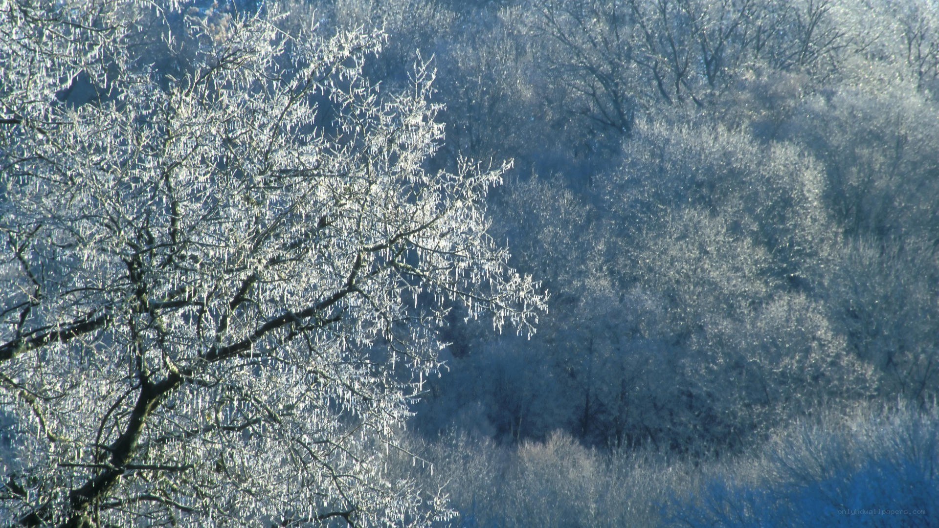 frozen trees in winter