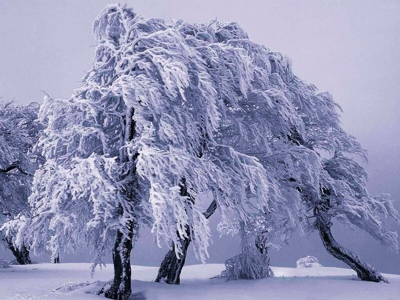 frozen trees in winter