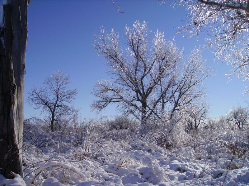 frozen trees in winter