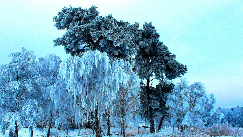 Frozen Trees in Winter — Blue