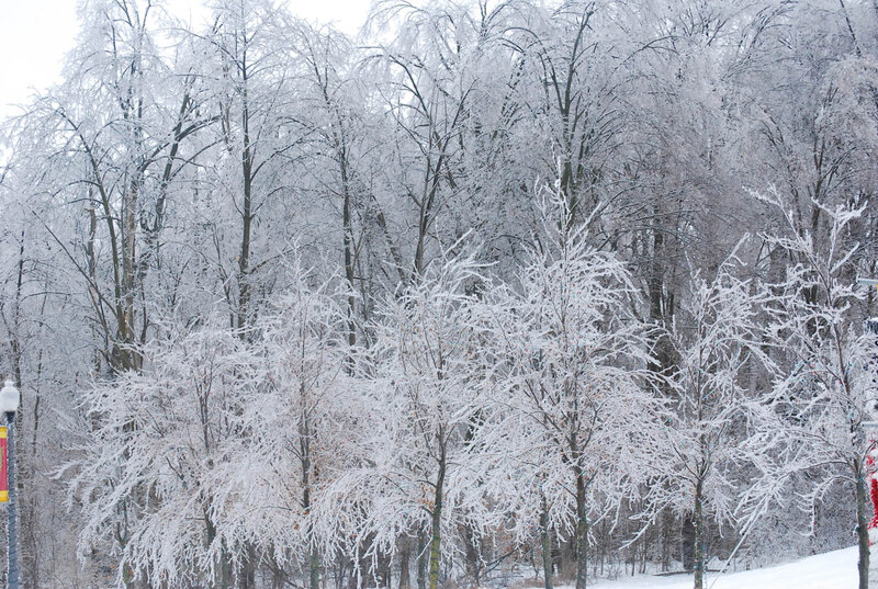Frozen Trees in Winter — White