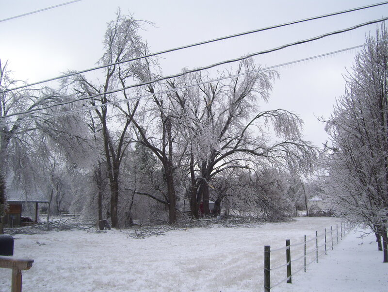 Frozen Trees in Yard