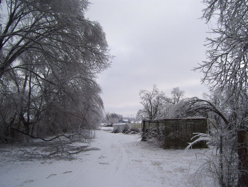 frozen trees on a snowy path