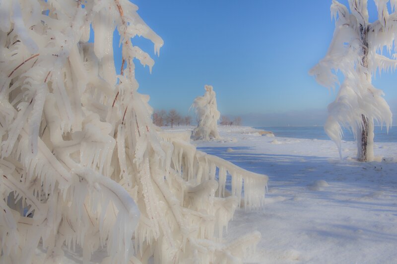 Frozen Trees on Beach