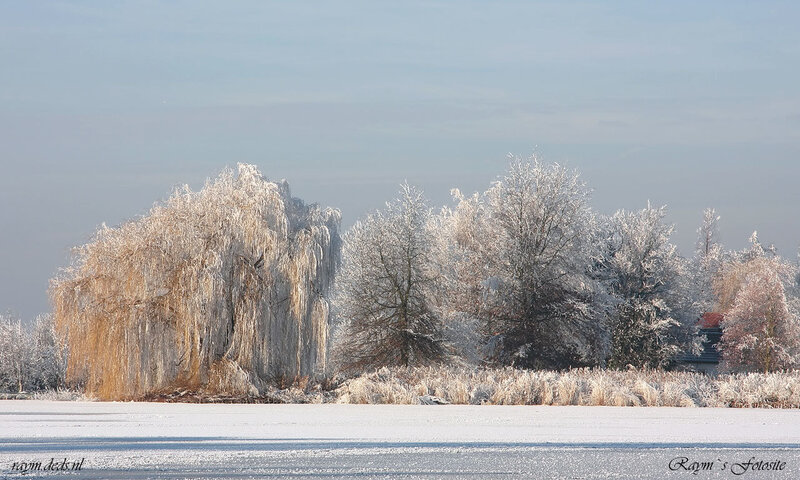 Frozen Trees on Ice