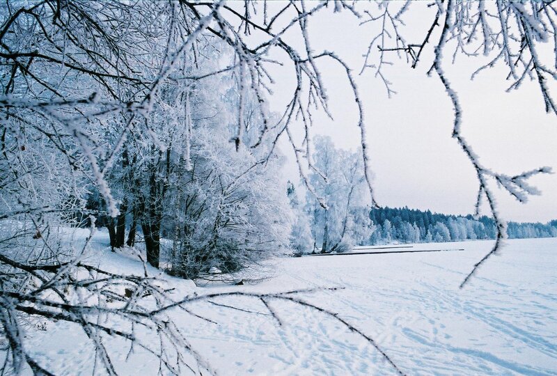Frozen Trees on Lake