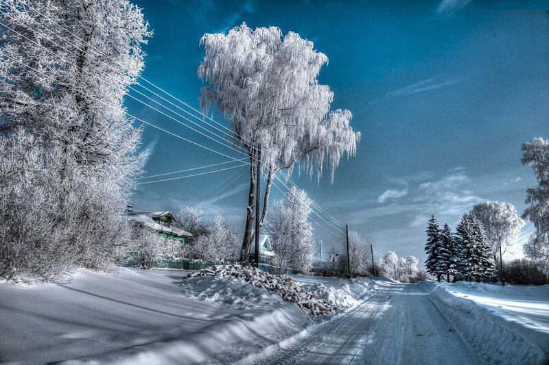 Frozen Trees on Road — Blue, Cold