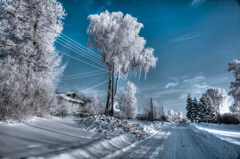 Frozen Trees on Road — Blue, Cold, Winter