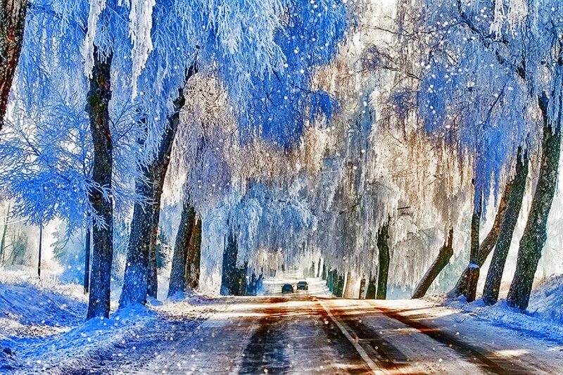 Frozen Trees on Road — Blue