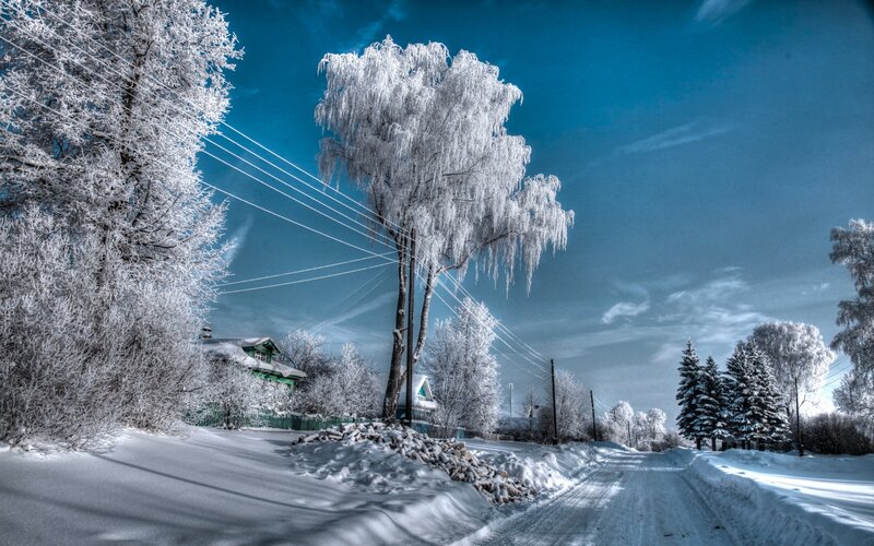 Frozen Trees on Road