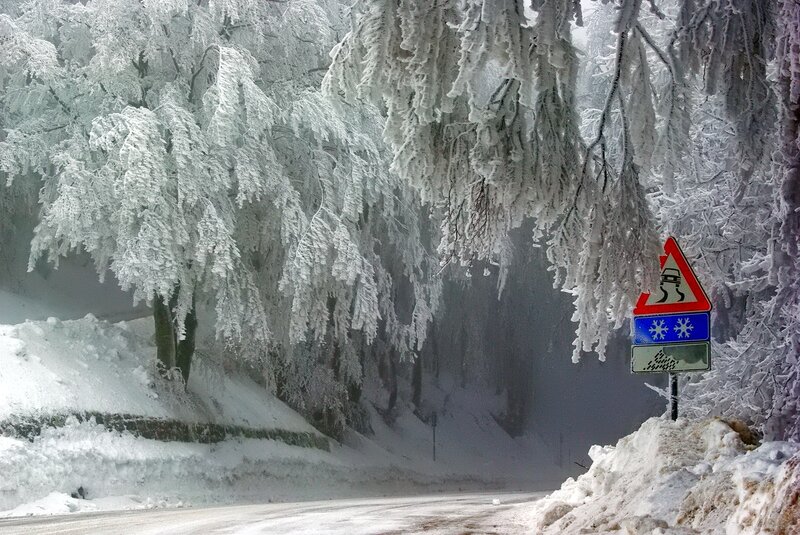Frozen Trees on Road — White